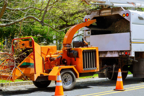 How Our Tree Care Process Works  in Prien, LA